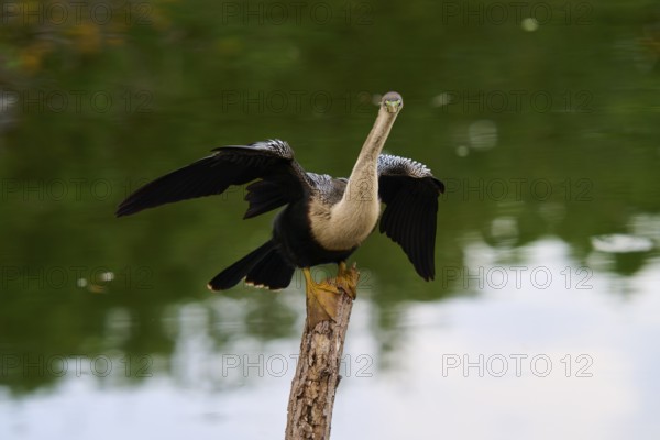 Bird spreading its wings on a tree trunk over calm water, Darter (Anhinga anhinga), spring, Wakodahatchee Wetlands, Delray Beach, Florida, USA