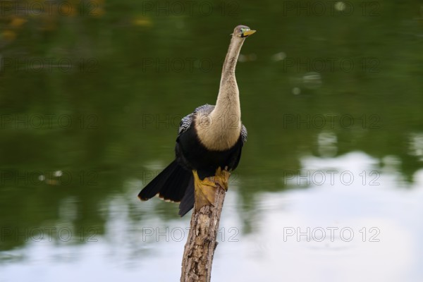 Bird sitting quietly on a tree trunk with a calm green water in the background, Darter (Anhinga anhinga), Spring, Wakodahatchee Wetlands, Delray Beach, Florida, USA