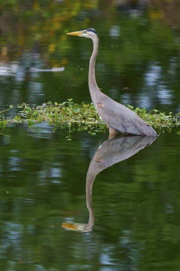 A heron stands in the water, surrounded by green nature and reflected in the clear water, Canada Heron (Ardea herodias), spring, Wakodahatchee Wetlands, Delray Beach, Florida, USA