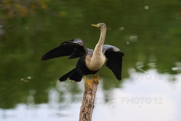 Bird spreading its wings on a tree trunk over calm water, Darter (Anhinga anhinga), spring, Wakodahatchee Wetlands, Delray Beach, Florida, USA