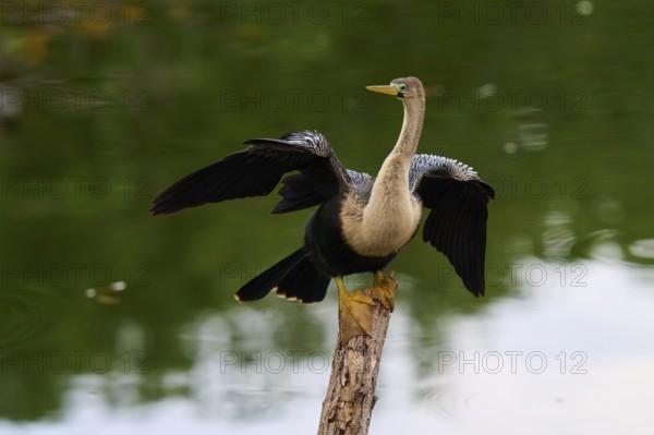 Bird spreading its wings on a tree trunk over calm water, Darter (Anhinga anhinga), spring, Wakodahatchee Wetlands, Delray Beach, Florida, USA