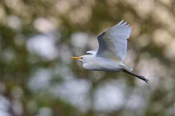 White bird in the air, soft background, vibrant energy, Cattle Egret (Bubulcus ibis), spring, Wakodahatchee Wetlands, Delray Beach, Florida, USA