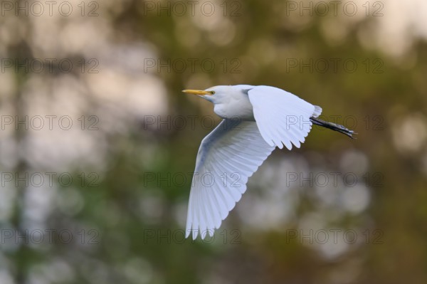 A bird hovers in the sky, with elegant outstretched wings, Cattle Egret (Bubulcus ibis), spring, Wakodahatchee Wetlands, Delray Beach, Florida, USA