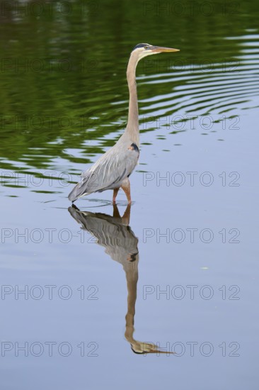 A heron rises majestically in the calm water, its reflection enhancing the peaceful atmosphere, Canada Heron (Ardea herodias), spring, Wakodahatchee Wetlands, Delray Beach, Florida, USA