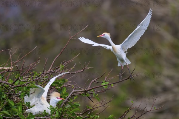 Flying bird above branches, second observing in green surroundings, Cattle Egret (Bubulcus ibis), spring, Wakodahatchee Wetlands, Delray Beach, Florida, USA