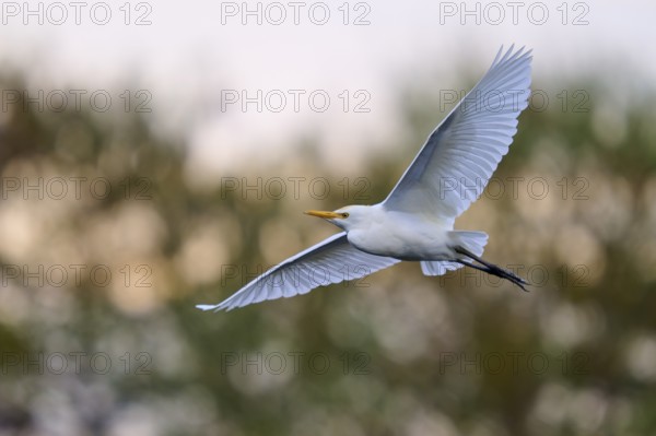 A white bird flies in the open sky, calm atmosphere, Cattle Egret (Bubulcus ibis), spring, Wakodahatchee Wetlands, Delray Beach, Florida, USA