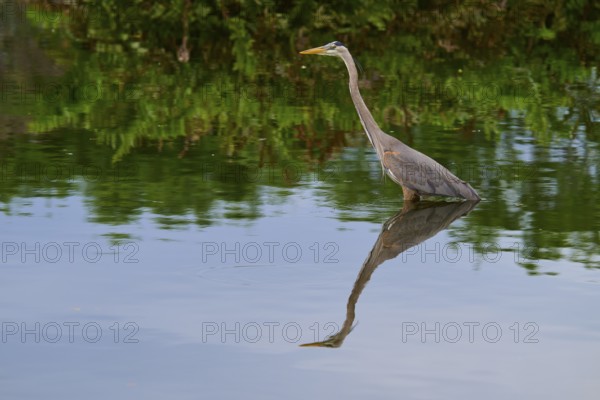 A heron stands still in the blue water, its elegantly visible reflection emphasises the tranquillity of the scene, Canada Heron (Ardea herodias), spring, Wakodahatchee Wetlands, Delray Beach, Florida, USA
