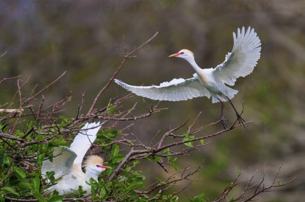White bird in flight, second bird on branch, green surroundings, Cattle Egret (Bubulcus ibis), spring, Wakodahatchee Wetlands, Delray Beach, Florida, USA