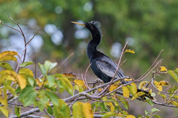 Bird sitting on a branch with green-yellow leaves against a blurred forest background, Darter (Anhinga anhinga), spring, Wakodahatchee Wetlands, Delray Beach, Florida, USA