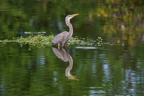 Calm heron standing in the water with lush plant reflection, a picture of serenity, Canada Heron (Ardea herodias), spring, Wakodahatchee Wetlands, Delray Beach, Florida, USA