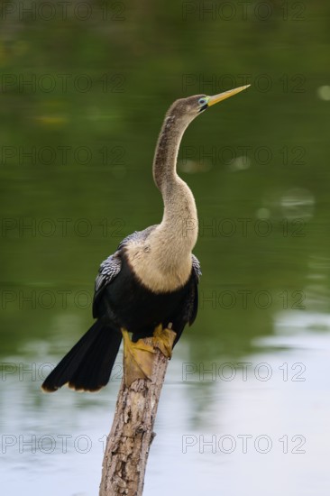 Bird sitting attentively on a tree trunk with a calm green water in the background, Darter (Anhinga anhinga), Spring, Wakodahatchee Wetlands, Delray Beach, Florida, USA