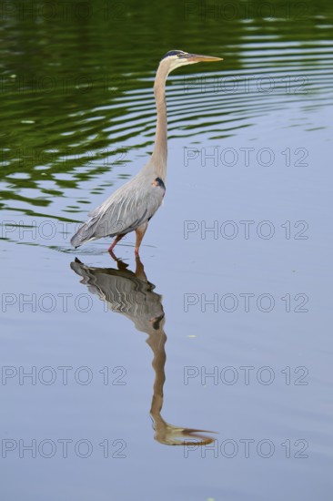 Proud heron stands in the blue water, its clear reflection in the foreground of the image, Canada Heron (Ardea herodias), spring, Wakodahatchee Wetlands, Delray Beach, Florida, USA