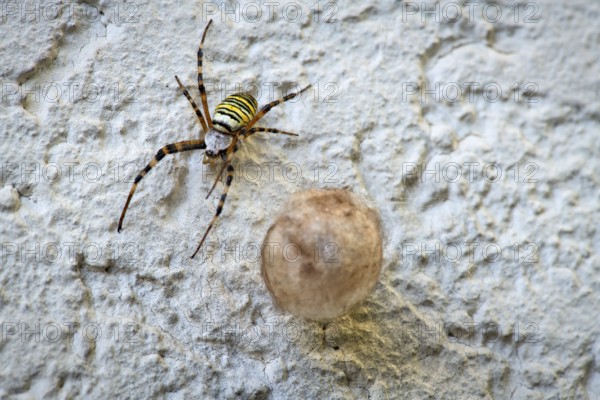 Wasp spider (Argiope bruennichi) also known as zebra spider, tiger spider or silk ribbon spider, adult, female, in September, with cocoon, on a house wall, Stuttgart, Baden-Württemberg, Germany