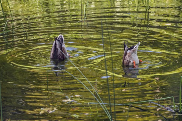 Small pond with two mallard ducks (Anas platyrhynchos), in the castle park in Kisslegg, Allgäu, Baden-Württemberg, Germany