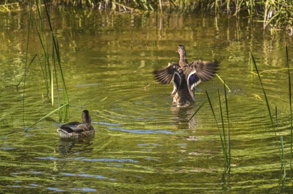 Small pond with two mallards (Anas platyrhynchos), in the castle park in Kisslegg, Allgäu, Baden-Württemberg, Germany