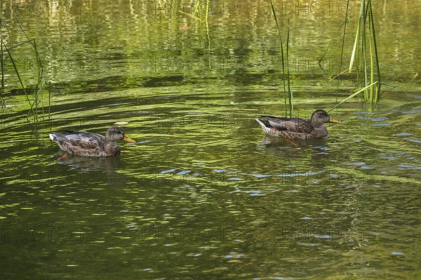 Small pond with two mallards (Anas platyrhynchos), in the castle park in Kisslegg, Allgäu, Baden-Württemberg, Germany