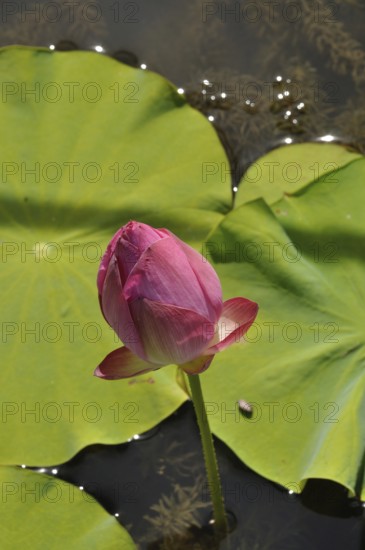 Pink Lotus (Hong Xu Yu), A pink lotus bud surrounded by green leaves floats peacefully on a sunlit pond, France
