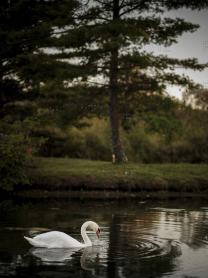 Solitary swan (Cygnus Olor) swims in reflective twilight waters beside a tall tree, emanating calmness in Acton, Ontario, Canada, North America
