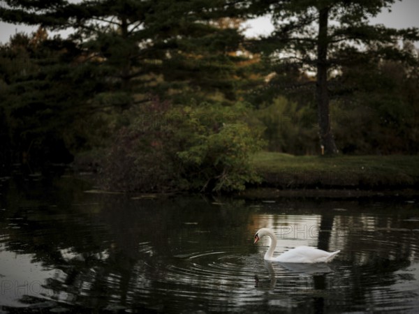 A peaceful swan (Cygnus Olor) gliding on a twilight pond surrounded by reflections of the dusky scenery in Acton, Ontario, Canada, North America