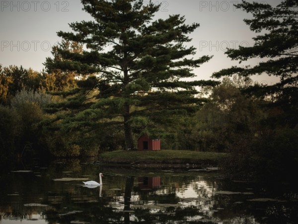 Swan swims (Cygnus Olor) in a serene pond with reflections and a small cabin under a pine tree in Acton, Ontario, Canada, North America