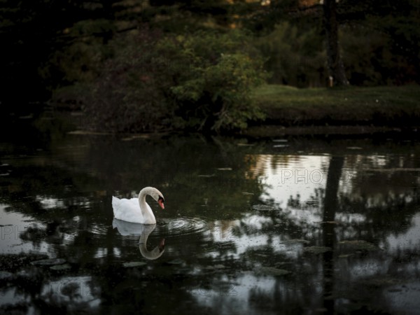 A single swan (Cygnus Olor) reflected on dark pond water in a peaceful evening setting in Acton, Ontario, Canada, North America