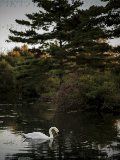 Swan (Cygnus Olor) gliding on calm evening waters under a towering pine tree in twilight in Acton, Ontario, Canada, North America