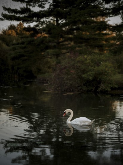 A lone swan (Cygnus Olor) in a twilight pond surrounded by dark serene reflections, creating a tranquil scene in Acton, Ontario, Canada, North America