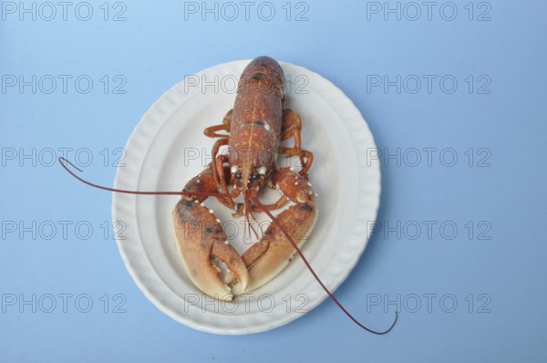 Cooked breton Lobster on a dish