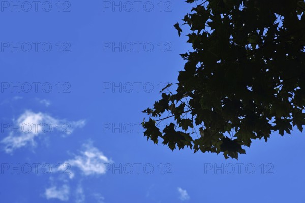 Silhouette of tree leaves against blue sky with few white clouds