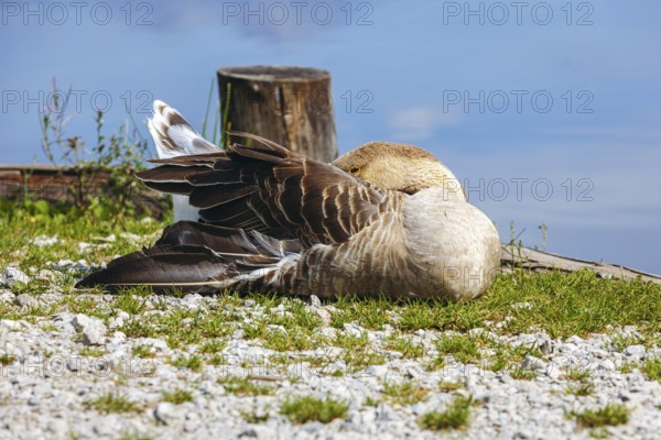 Mute goose (Anserinae) sleeping on the shore of the Panorama Lake, Admont, Styria, Austria