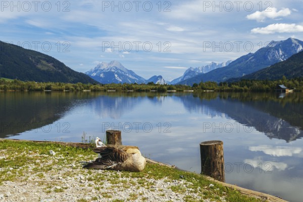 Mute goose (Anserinae) sleeping on the shore of the panoramic lake with mountains in the background, Admont, Styria, Austria