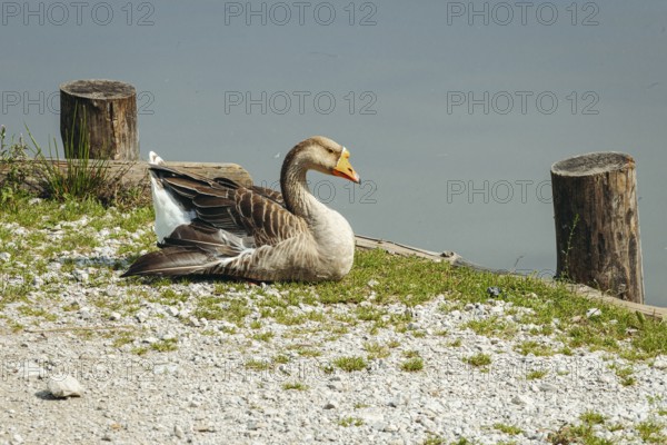 Mute goose (Anserinae) resting peacefully on the shore of the panoramic lake with calm water in the background, Admont, Styria, Austria
