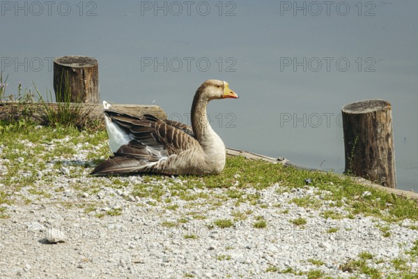 Mute goose (Anserinae) resting peacefully on the shore of the panoramic lake with calm water in the background, Admont, Styria, Austria