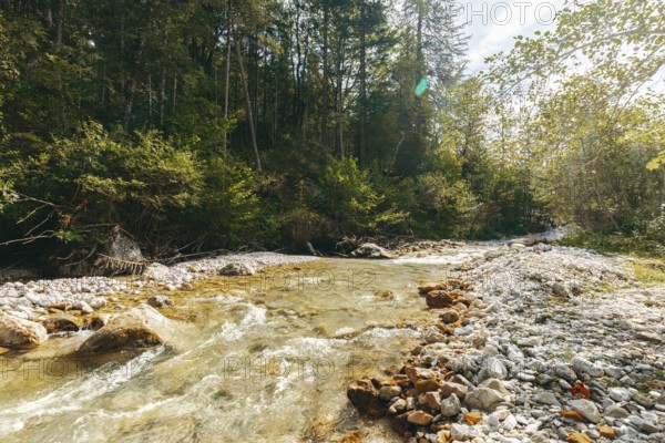 Johnsbach flows through dense forest under soft sunlight, Gesäuse, Styria, Austria