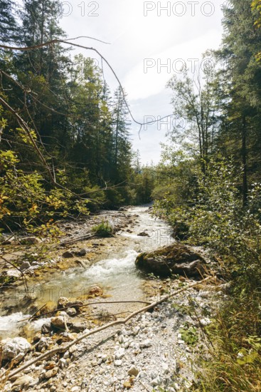 Johnsbach flows through dense forest under soft sunlight, Gesäuse, Styria, Austria
