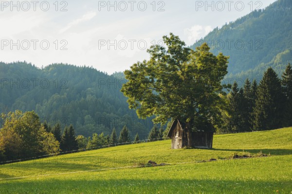 Small hut under a large tree on a green meadow, surrounded by wooded mountains, Weng im Gesäuse, Styria, Austria