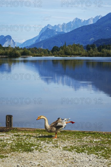 Mute goose (Anserinae) stretching on the shore of the Panorama Lake, Admont, Styria, Austria