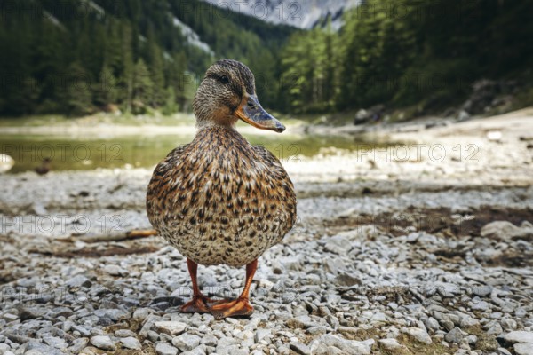 Close-up of a female mallard (Anas platyrhynchos) on the shore of the Grüner See, Tragöß, Styria, Austria