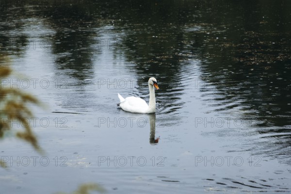 A swan (Cygnus) swimming on a pond in the rain, Admont, Styria, Austria