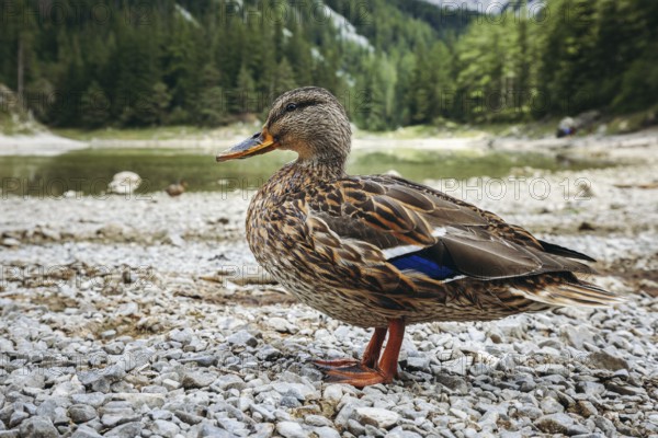 Close-up of a female mallard (Anas platyrhynchos) on the shore of the Grüner See, Tragöß, Styria, Austria