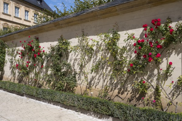 Climbing roses on a wall, Rose Garden, New Residence, UNESCO World Heritage Site, Bamberg, Upper Franconia, Franconia, Bavaria, Germany