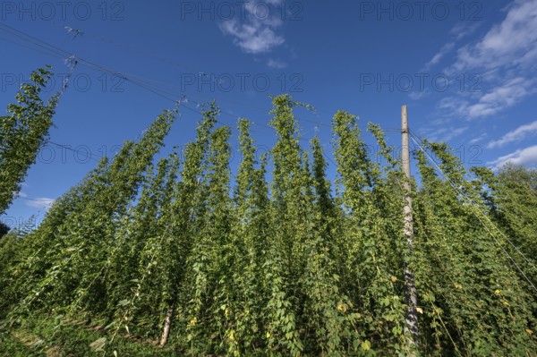 Hop plantation (Humulus) with ripe fruits on the tendrils, Franconia, Bavaria, Germany