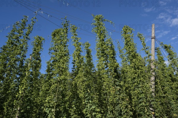 Hop plantation (Humulus) with ripe fruits on the tendrils, Franconia, Bavaria, Germany