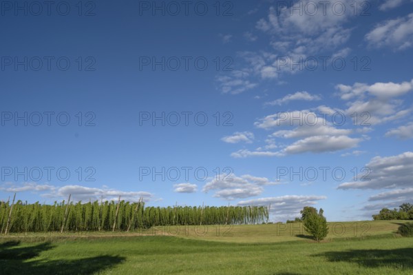 Hop growing in the Franconian countryside, Eckenhaid, Middle Franconia, Bavaria, Germany
