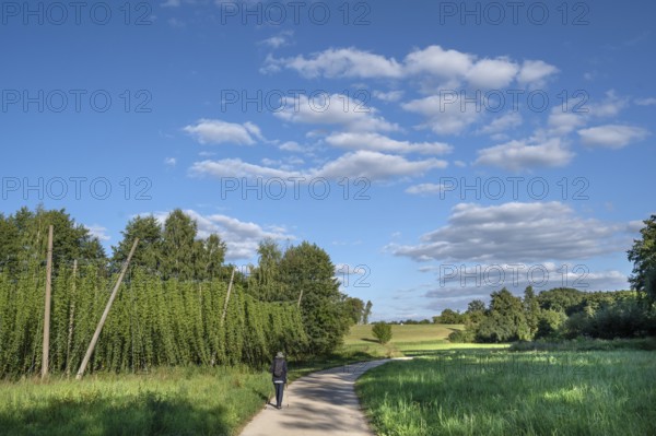 Hiker in a Franconian landscape with hop cultivation, Eckental, Middle Franconia, Bavaria, Germany