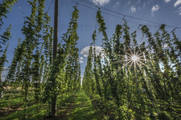 Hop field (Humulus) with sun star, Eckental, Middle Franconia, Bavaria, Germany