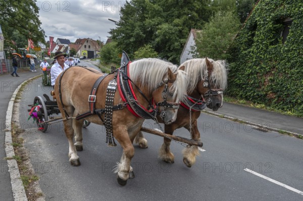 Two Haflinger horses pull the church tree to the fairground, Eckenhaid, Middle Franconia, Bavaria, Germany