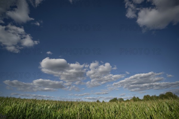 Corn field (Zea mays) with cloudy sky, Franconia, Bavaria, Germany