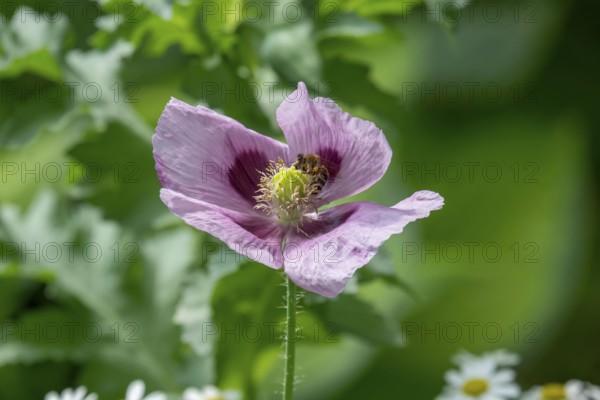Poppy blossom with insect, Münsterland, North Rhine-Westphalia, Germany