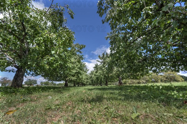 Old cherry tree plantation (Prunus avium) after harvesting, Karsberg, Upper Franconia, Bavaria, Germany